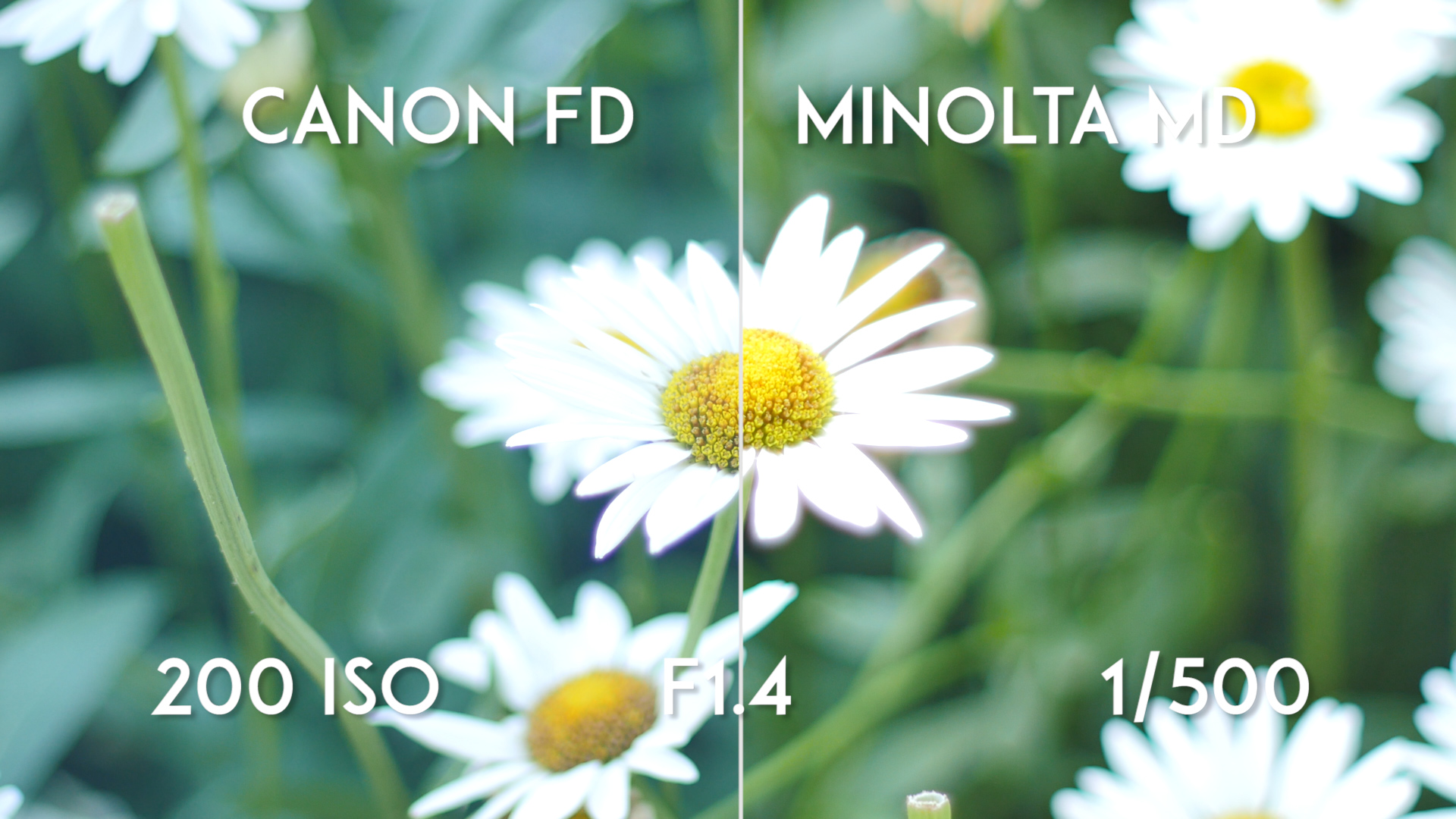 Canon FD 50mm F1.4 vs Minolta MD Rokkor X 50mm F1.4 - F1.4