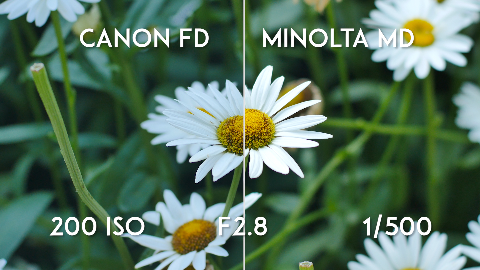 Canon FD 50mm F1.4 vs Minolta MD Rokkor X 50mm F1.4 - F2.8