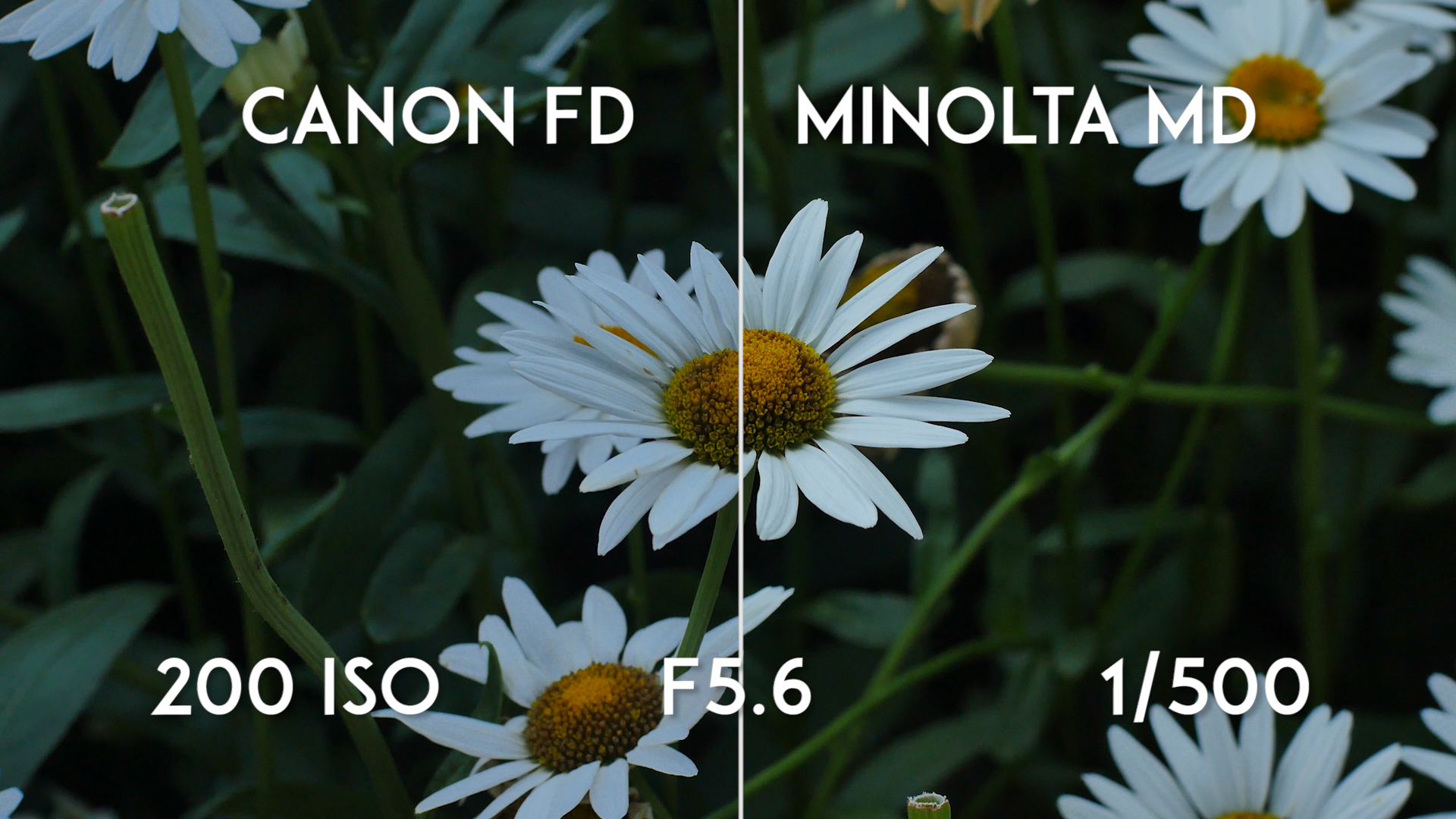 Canon FD 50mm F1.4 vs Minolta MD Rokkor X 50mm F1.4 - F5.6